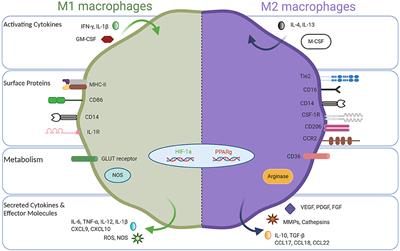 Macrophage Biology and Mechanisms of Immune Suppression in Breast Cancer